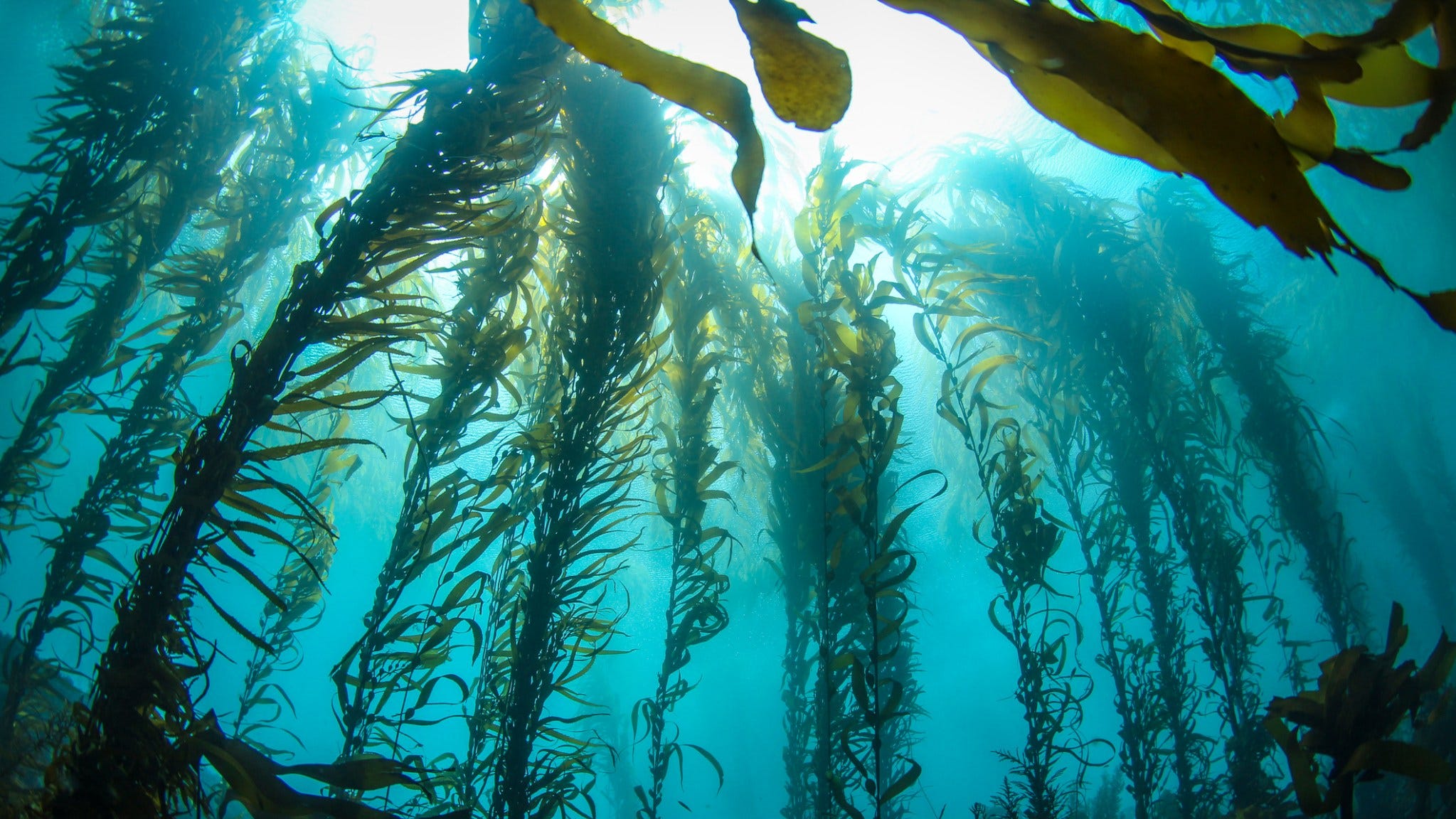 kelp-forest