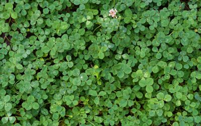 natural-background-of-green-clover-92YYNTU.jpg