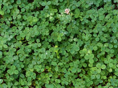 natural-background-of-green-clover-92YYNTU.jpg